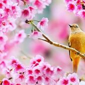 Ca y est le printemps est là avec ses jolies couleurs, vive les tenues florale, on adore🌸🌺🪻⚘️🌷🌿💗
#printemps #photo #photooftheday #mode